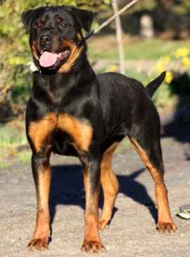 Breeding Working Rottweilers in Australia