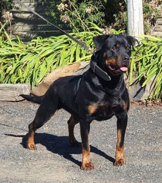 Breeding Working Rottweilers in Australia