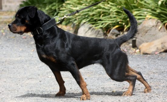 Breeding Working Rottweilers in Australia