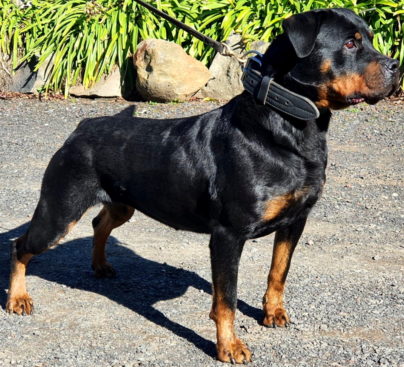 Breeding Working Rottweilers in Australia