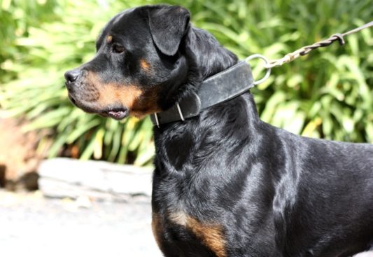 Breeding Working Rottweilers in Australia