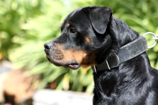 Breeding Working Rottweilers in Australia