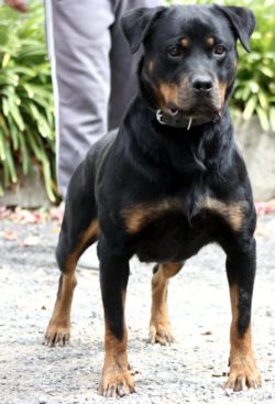 Breeding Working Rottweilers in Australia