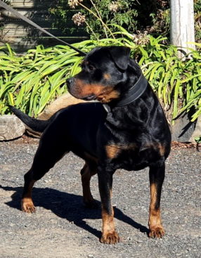 Breeding Working Rottweilers in Australia