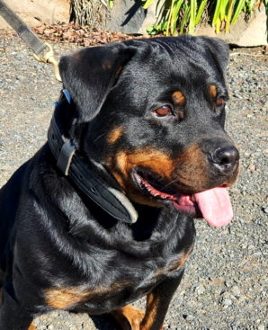 Breeding Working Rottweilers in Australia