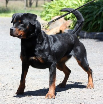 Breeding Working Rottweilers in Australia