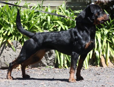 Breeding Working Rottweilers in Australia