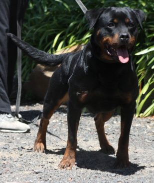 Breeding Working Rottweilers in Australia