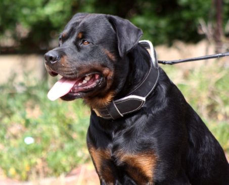 Breeding Working Rottweilers in Australia