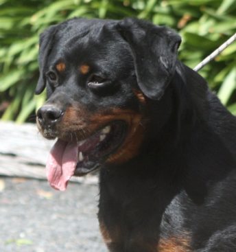 Breeding Working Rottweilers in Australia