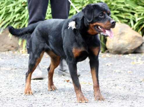 Breeding Working Rottweilers in Australia