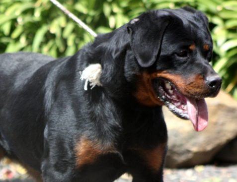 Breeding Working Rottweilers in Australia