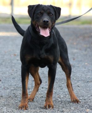 Breeding Working Rottweilers in Australia