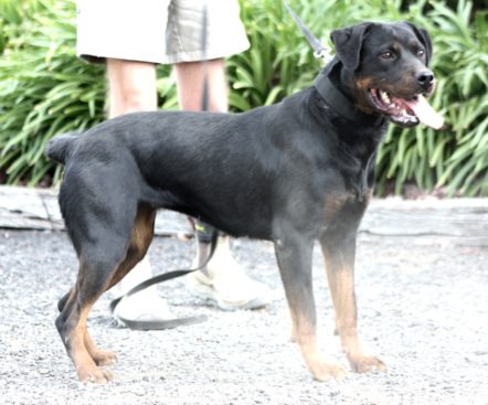 Breeding Working Rottweilers in Australia