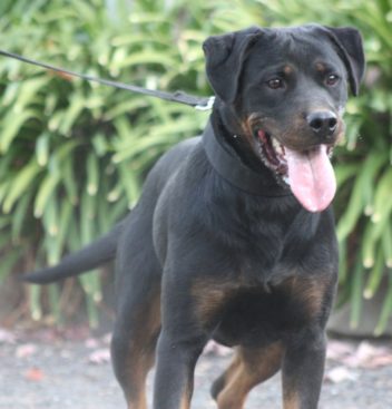 Breeding Working Rottweilers in Australia