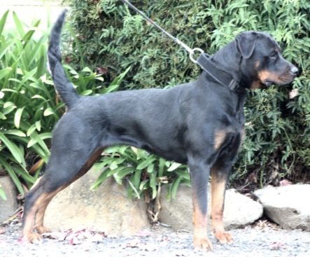 Breeding Working Rottweilers in Australia