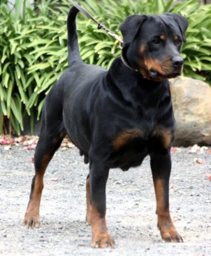 Breeding Working Rottweilers in Australia