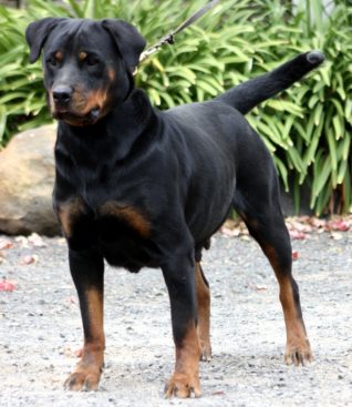 Breeding Working Rottweilers in Australia