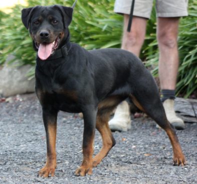 Breeding Working Rottweilers in Australia