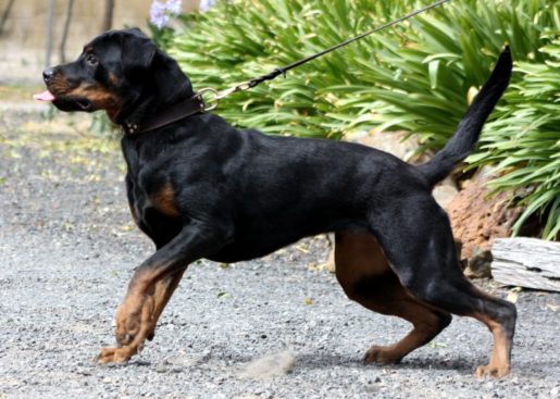 Breeding Working Rottweilers in Australia