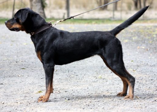 Breeding Working Rottweilers in Australia