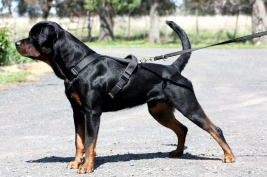 Breeding Working Rottweilers in Australia