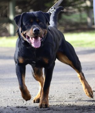 Breeding Working Rottweilers in Australia