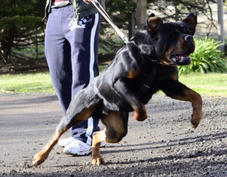 Breeding Working Rottweilers in Australia