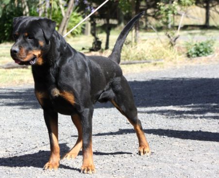 Breeding Working Rottweilers in Australia