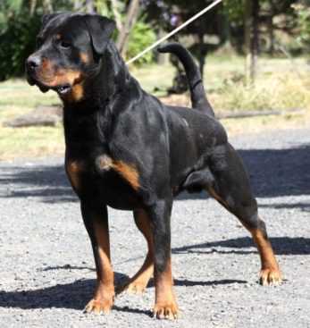 Breeding Working Rottweilers in Australia