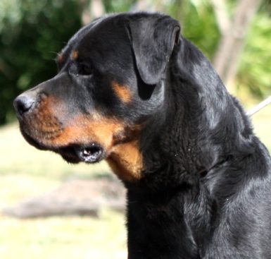 Breeding Working Rottweilers in Australia