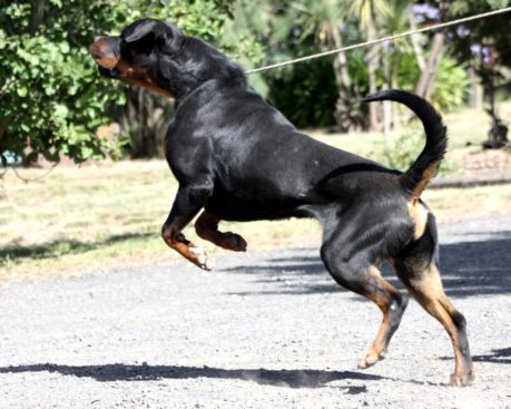 Breeding Working Rottweilers in Australia