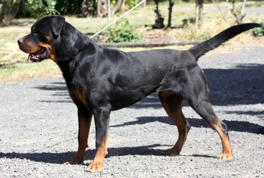 Breeding Working Rottweilers in Australia