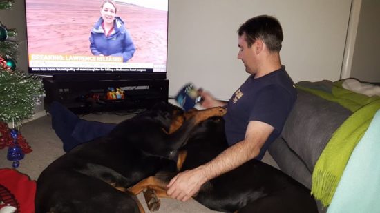 Breeding Working Rottweilers in Australia