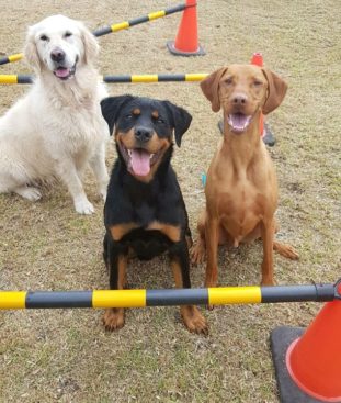 Breeding Working Rottweilers in Australia