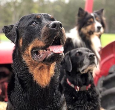 Breeding Working Rottweilers in Australia