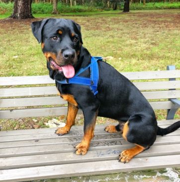 Breeding Working Rottweilers in Australia