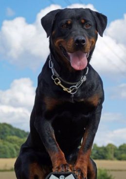 Breeding Working Rottweilers in Australia