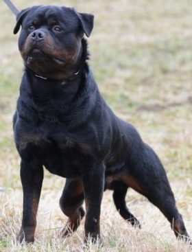 Breeding Working Rottweilers in Australia