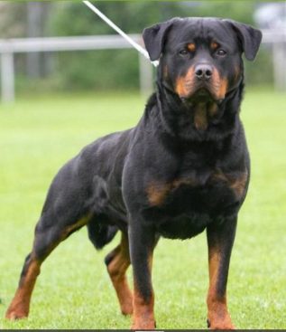 Breeding Working Rottweilers in Australia