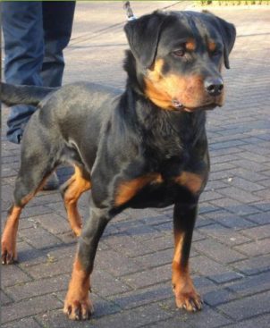 Breeding Working Rottweilers in Australia