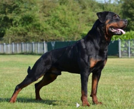 Breeding Working Rottweilers in Australia